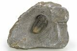 Detailed Gerastos Trilobite Fossil - Morocco #312811-2